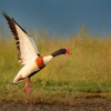 Husice lisci - Tadorna tadorna - Common Shelduck 6433